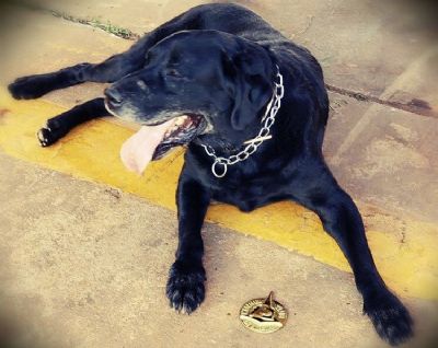 Cachorro que atuou em Brumadinho se recupera de leses e ganha homenagem por aposentadoria