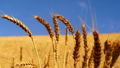No Egito, Gasc anuncia licitao de compra de volume indeterminado de trigo