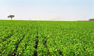 Imea aponta queda no custo de produo de soja no estado