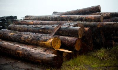 Moraes anula regra que facilita exportao de madeira no licenciada