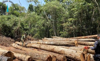 Sema apreende madeira ilegal e aplica multa de R$ 1,2 milho durante fiscalizao no interior de MT