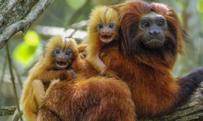 RJ: pesquisadores comemoram aumento do nmero de micos-lees-dourados