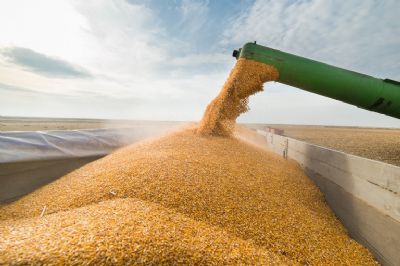 Com preos em baixa, produtor deve ter cautela para comercializar milho