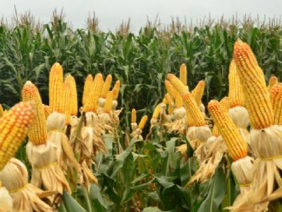 Safra do milho deve cair 20% e pode impactar preo do etanol