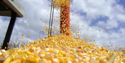 Preo do milho sofre queda em MT, mas ainda  maior que em 2018