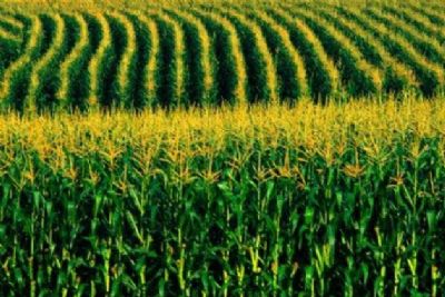Imea prev clima favorvel para boa produtividade das lavouras de milho de MT