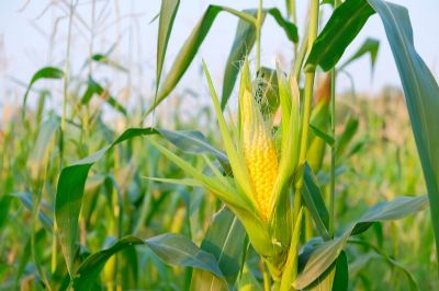 EUA vendem 855,9 mil t de milho da safra 2018/19 na semana, diz USDA