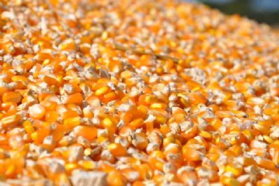 Conab realiza leilo de milho para atender demanda de suinocultores de MT