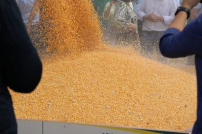 Colheita de milho da safra 2022/23 entra na reta final em Mato Grosso