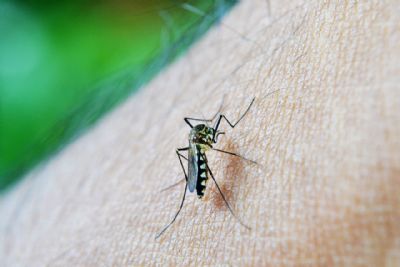Sade lana campanha aps aumento da dengue, Zika e chikungunya