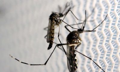 Em seis meses, Brasil j registra 130% mais mortes por dengue