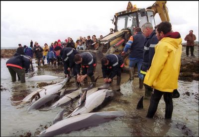 Quantidade recorde de golfinhos mortos aparece na costa da Frana