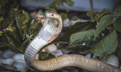 Ibama resgata 32 serpentes no DF e aplica mais de R$ 300 mil em multas