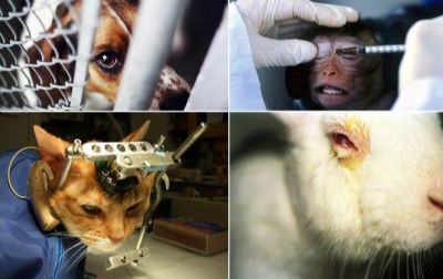 Produtos devero informar se houve testes em animais na fabricao
