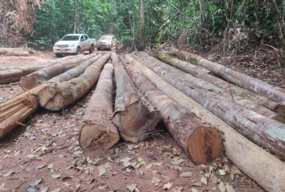Sema apreende madeira ilegal e embarga rea de mais de 10 mil hectares