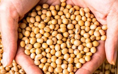 Produo de soja do Brasil deve atingir a 112,9 mi de t em 2018/19, diz Datagro