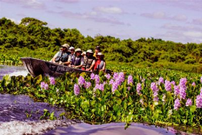Com 80% do bioma preservado, turistas buscam belezas do Pantanal
