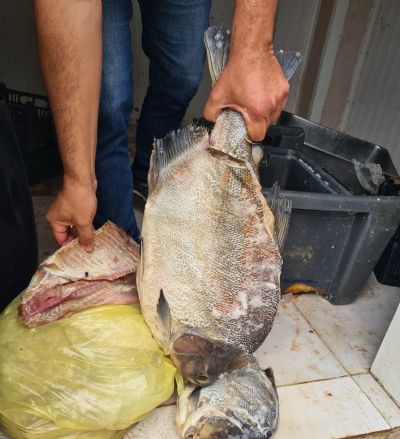 Proprietrio de frigorfico clandestino de peixes  autuado por crimes ambientais