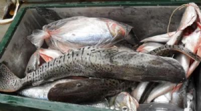 Comerciantes e pescadores profissionais devem entregar declarao de estoque pesqueiro at quarta