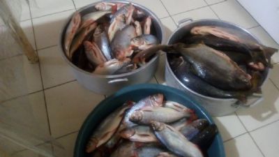 Pescado irregular  doado para instituies de caridade em Pocon