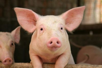 Carne suna: exportao pouco expressiva para a China frustra produtores dos EUA