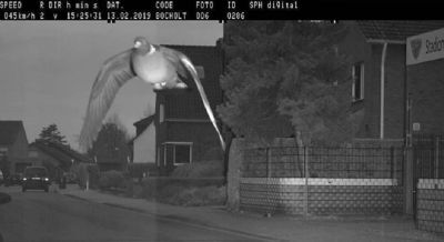 Pombo 'ultrapassa limite de velocidade' e  fotografado por radar na Alemanha