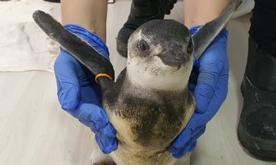 Comea temporada 2021 de pinguins na costa das regies Sul e Sudeste
