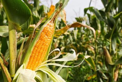 Safra de milho em Mato Grosso teve produtividade 11% maior