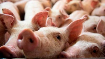 China aumentar importao de carne suna diante de escassez de oferta