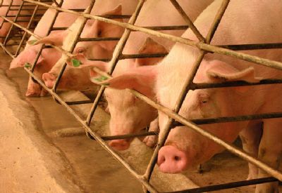 Agricultura probe uso de antimicrobianos em rao para animais