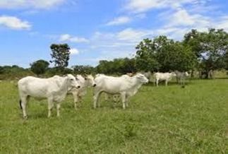 Mdio Araguaia enviou mais de 350 mil bovinos para o abate em 2019