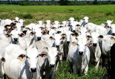 Ministrio da Agricultura avalia caso atpico de vaca louca em MT