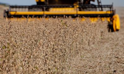 Colheita de soja em MT atinge 44,5% da rea; plantio de milho chega a 38,9%