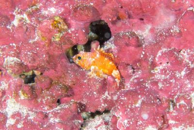 Cientistas descobrem 4 novas espcies de peixes em Fernando de Noronha
