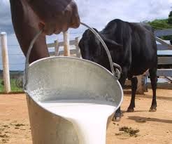 Custo da produo de leite traz 'dificuldade' a pequeno produtor, diz ministra