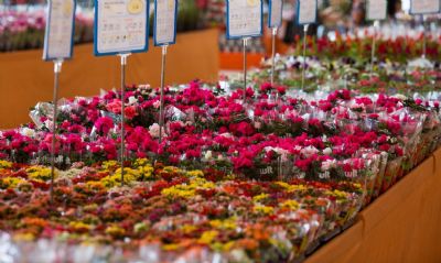 Dia das mes: data  a mais importante para o setor de flores