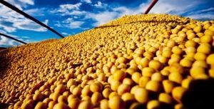 ​Alta procura da China faz aumentar o preo da soja em MT