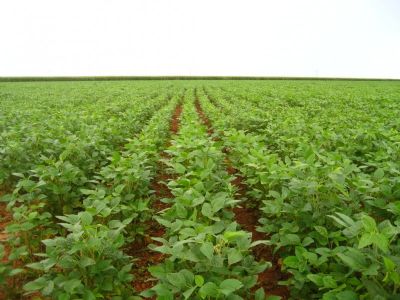 Chuva irregular e perodo de veranico durante o plantio da soja podem favorecer o surgimento de pragas
