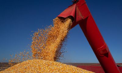 Governo zera alquotas de tributos incidentes na importao de milho
