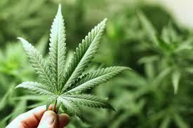 Comisso discute eficcia dos medicamentos formulados com Cannabis sativa