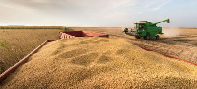 Soja: 79% da rea no Brasil est semeada