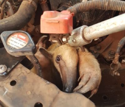 Tamandu  encontrado em motor de carro