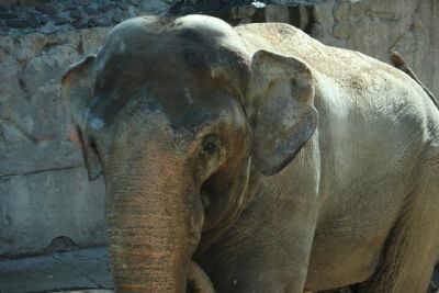 Santurio pede ajuda para trazer primeiro elefante macho para Chapada
