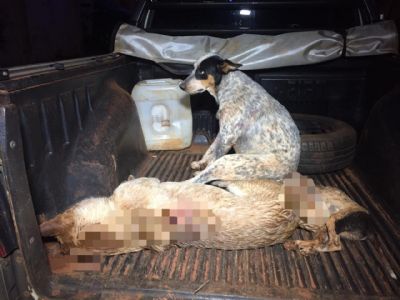 Homem em fria mata dois cachorros e deixa outro ferido em Tangar da Serra