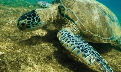 Tartaruga-verde deixa lista de espcies ameaadas de extino