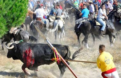 Suprema Corte da Espanha pe fim  tortura de animais no Toro de la Vega
