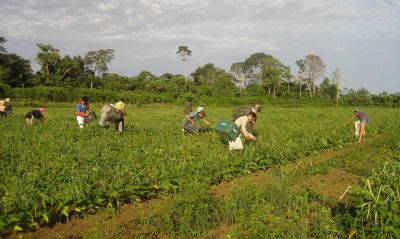 FAO: trabalhadoras do campo recebem 20% a menos que os homens