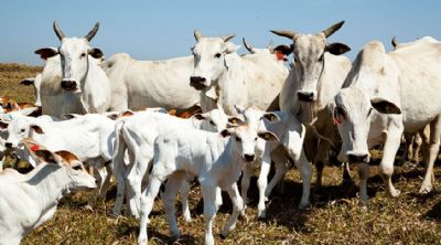 Abate de bovinos cai 10,8%, e o de sunos cresce 7% no terceiro trimestre