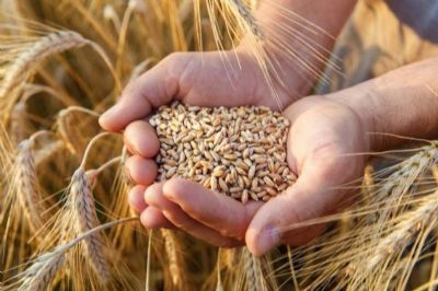 EUA vendem 122,1 mil toneladas de trigo da safra 2018/19 na semana, diz USDA