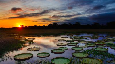 Governo sanciona lei que autoriza pecuria em APPs no Pantanal